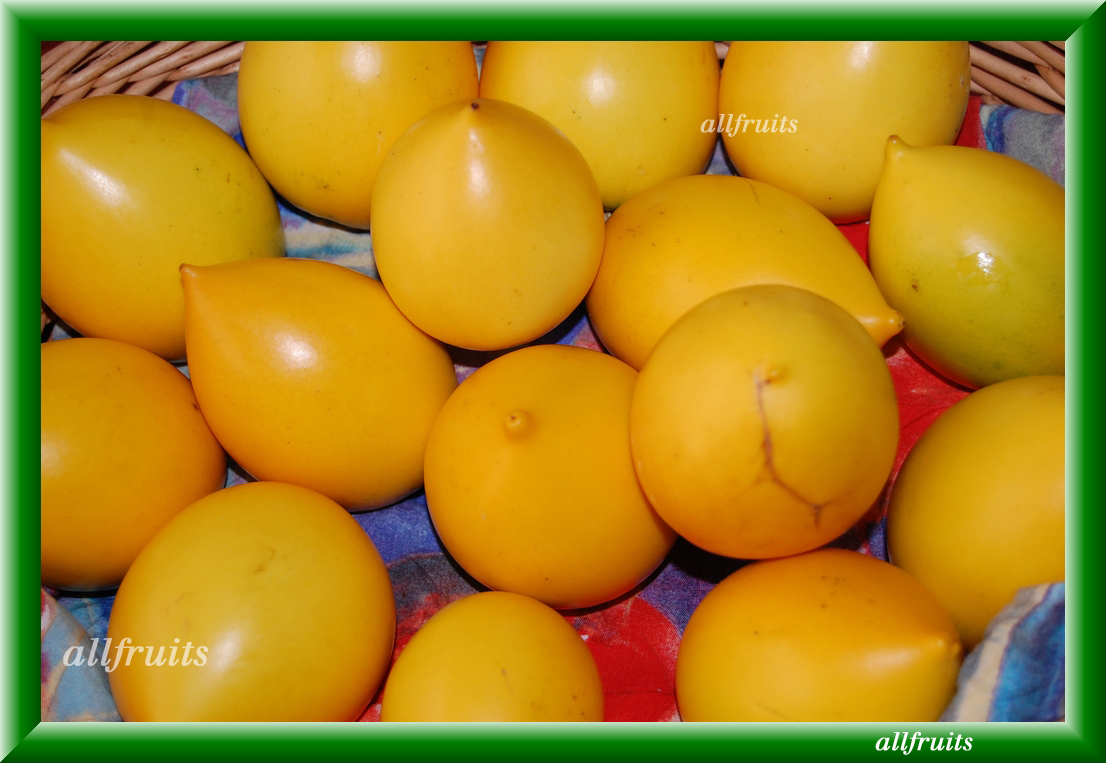 golden fruit dove golden fruit fgo